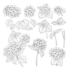 various flowers and leaves drawn by hand on a white background, black and white drawing