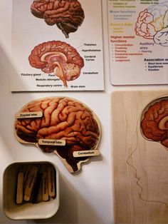 the human brain is shown with labels on it's sides and other parts labeled