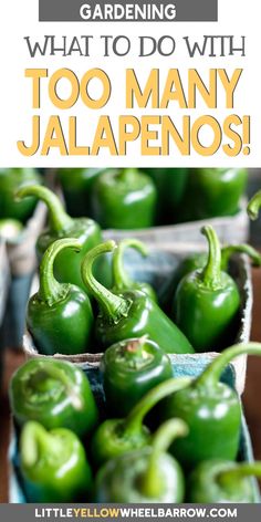 green peppers with text overlay that says gardening what to do with too many jalapenos