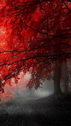 a red tree in the middle of a foggy forest