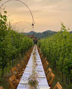 a long table is set up in the middle of a vineyard