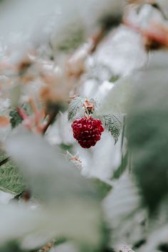 raspberries hanging from the branches of a tree