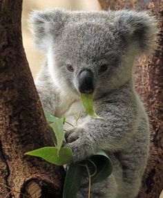 a koala bear is sitting in a tree and eating leaves from a twig