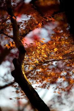 a tree that has some leaves on it and is in the fall season with oranges, yellows and reds