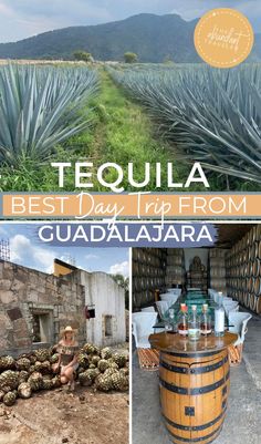 Scenery in Tequila, Tequila making process, tequila tasting. Mexico Travel Destinations, Beautiful Countryside, Amazing Destinations