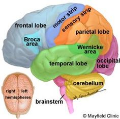 an image of the human brain labeled in different colors