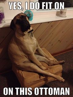 a pug dog sitting on top of a chair with the caption yes, i do it on on this ottoman