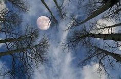 looking up at the tops of tall trees in front of a full moon and blue sky