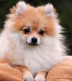 a small brown and white dog laying on top of a pillow