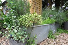 a garden filled with lots of plants next to a building