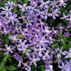 purple flowers are blooming in the garden