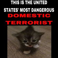 this is the united states'most dangerous domestic terrier