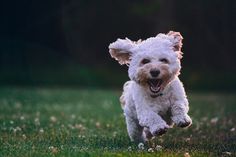 two pictures of a small white dog running in the grass