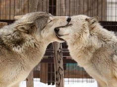 two gray wolfs standing next to each other in front of a caged area