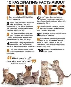 a poster describing the benefits of felines for cats