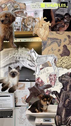 a collage of pictures with cats, dogs and other things on it's surface