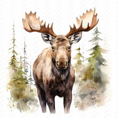 a moose with large antlers standing in front of some trees and watercolors