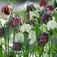 some white and purple flowers are in the grass