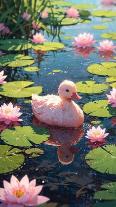 a duck floating on top of a pond filled with water lillies and pink flowers