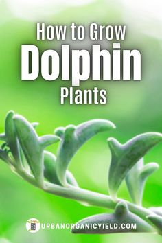 how to grow dolphin plants with text overlay that reads, how to grow dolphin plants