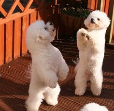 two white poodles standing on their hind legs