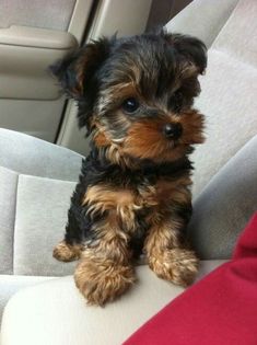 a small brown and black dog sitting in the back seat of a car