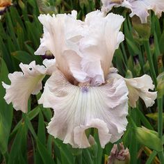 the large white flower is blooming in the garden