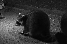 a raccoon is standing on the ground looking at something in front of him