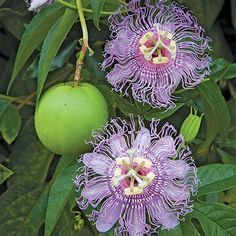 purple flowers and green fruit growing on a tree