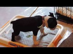 a small black and white dog standing on top of a bed in a caged area