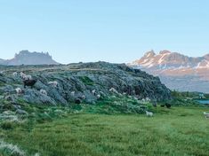 a herd of sheep grazing on top of a lush green field next to a mountain