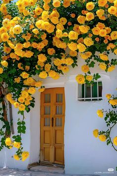 yellow roses are growing on the side of a white building with a door and window