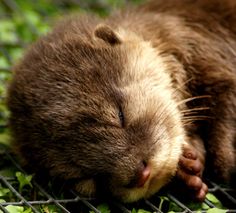 an animal that is laying down on some metal grate with it's eyes closed