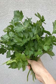 a hand holding up a bunch of parsley on a white wall behind it is a person's hand