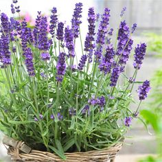 lavender flowers in a wicker basket outside