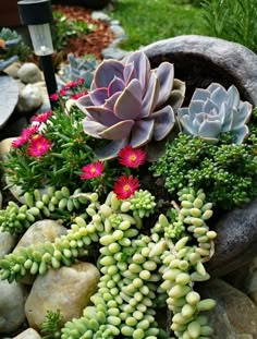 there are many succulents growing out of the rocks in this planter