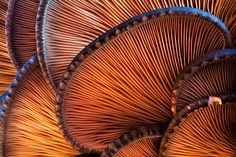 the underside of a group of orange mushrooms