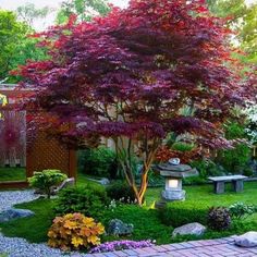 the garden is full of colorful flowers and trees, including this tree with purple leaves