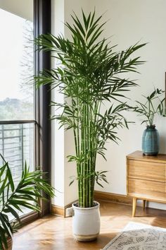 a large plant in a white pot on top of a wooden table next to a window