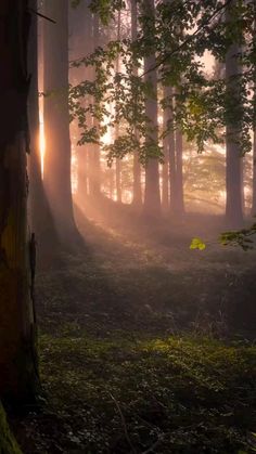 the sun is shining through the trees in the forest