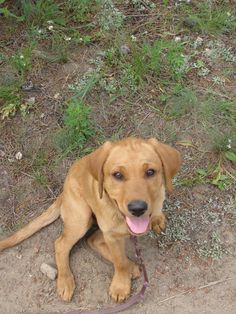 a brown dog sitting on top of a dirt ground next to grass and bushes with its tongue hanging out