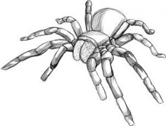 a drawing of a spider on a white background