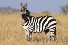 a zebra standing in the middle of a dry grass field