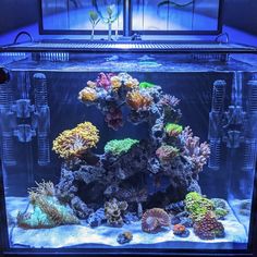 an aquarium filled with different types of corals and other marine life in front of a window