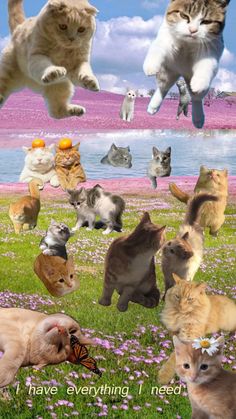 many cats and kittens are in the grass with flowers around them, one cat is jumping up into the air