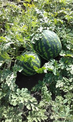 three watermelons sitting in the middle of some plants