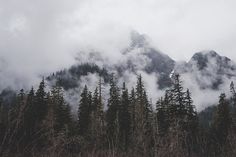 the mountains are covered with clouds and trees in the foreground is a forest filled with tall, thin pine trees