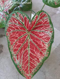 a red and green heart shaped plant with white spots on it's leafy leaves