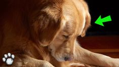 a dog laying on the floor next to a paw print with an arrow pointing towards it