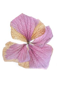 a purple flower with yellow stamens on it's petals is seen from above